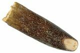 Fossil Sauropod Dinosaur (Titanosaur) Tooth - Morocco #267282-1